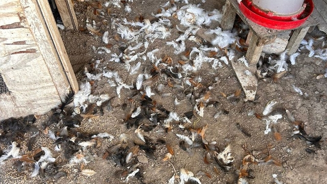 Bursa'da sahipsiz köpekler 30 tavuğu telef etti