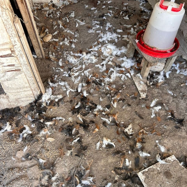 Bursa'da sahipsiz köpekler 30 tavuğu telef etti