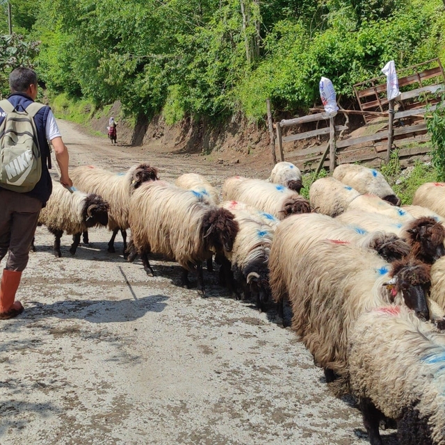 Giresun'da yayla göçü başladı