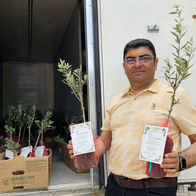5 bin zeytin fidanı dağıtıp, oğlunun düğününe çağırdı