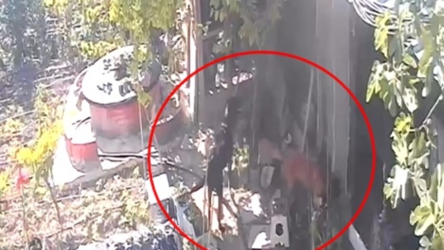 Kümese giren sokak köpekleri 30 tavuğu öldürdü
