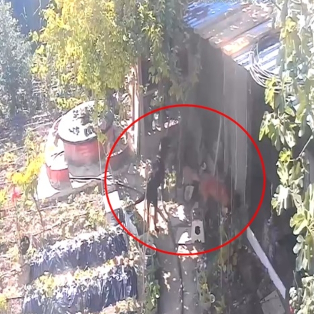 Kümese giren sokak köpekleri 30 tavuğu öldürdü
