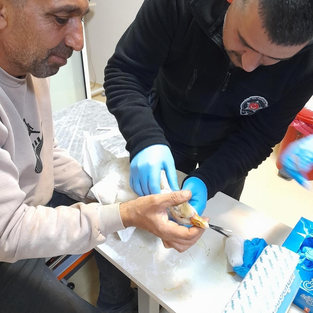Atmacanın saldırdığı yavru kazı devlet hastanesine götürdü: İlk müdahaleyi...