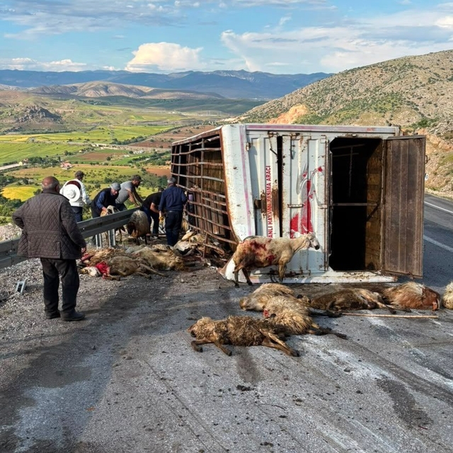 Canlı hayvan taşıyan kamyon kaza yaptı, koyunlar telef oldu