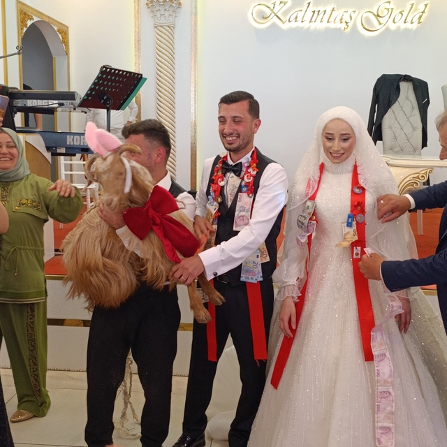 Düğünde altın değil keçi takıldı
