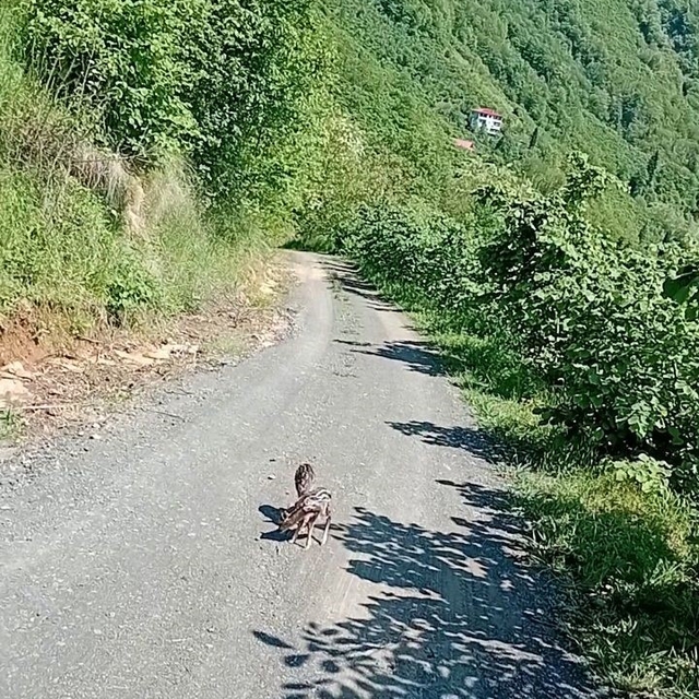 Yolda gördüğü karaca yavrularına Arçil ve Şota adını verdi
