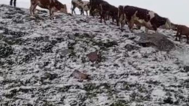 Yaylada aniden bastıran kar, çobanlara zor anlar yaşattı
