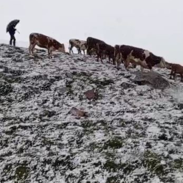 Yaylada aniden bastıran kar, çobanlara zor anlar yaşattı