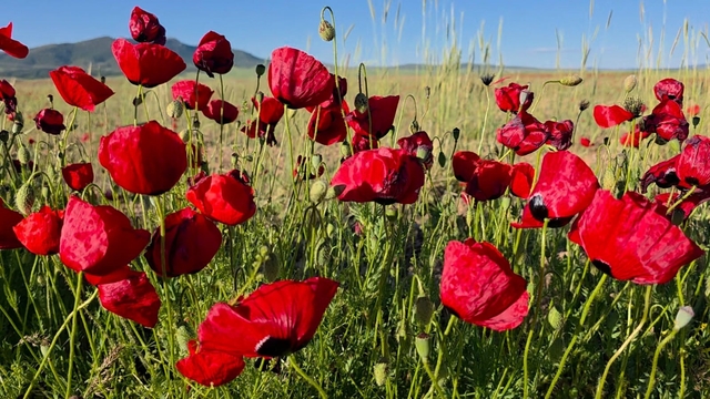 Gelincikler tarlaları kırmızıya boyadı