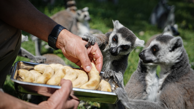 Bursa Hayvanat Bahçesi'nde penguenler klimalı odalarda, lemurlar ise soğuk meyveyle serinliyor