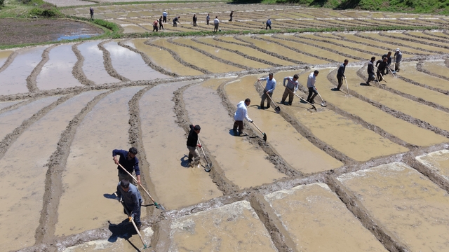 Bitlis'te imece usulü geleneksel çeltik ekimi başladı