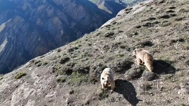 Ayılar gitmeyince beddua etti, gülümsetti