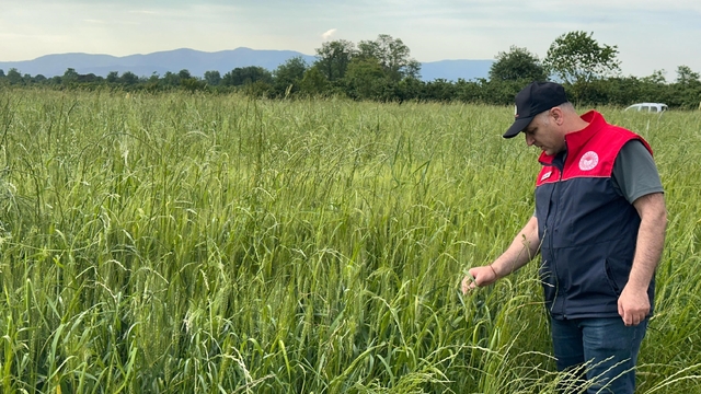 Düzce'de yem bitkileri ekili alanlar denetlendi