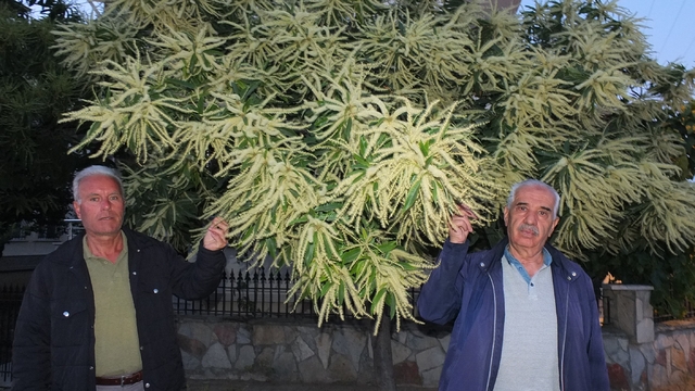 Burhaniye'de kestane ağaçları çiçek açtı