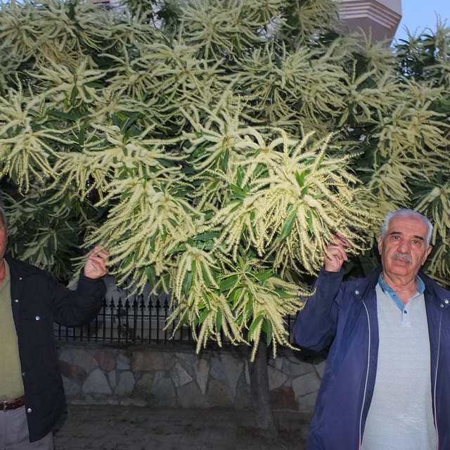 Burhaniye'de kestane ağaçları çiçek açtı