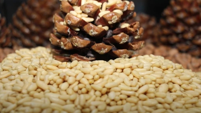 Çam fıstığı altınla yarışıyor
Fiyatlar kilogramda 3 bin 550 liraya dayandı