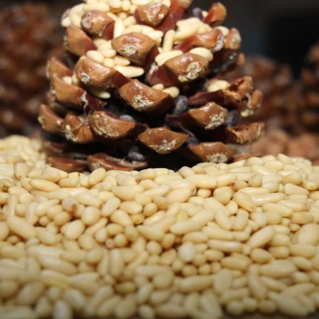 Çam fıstığı altınla yarışıyor
Fiyatlar kilogramda 3 bin 550 liraya dayandı