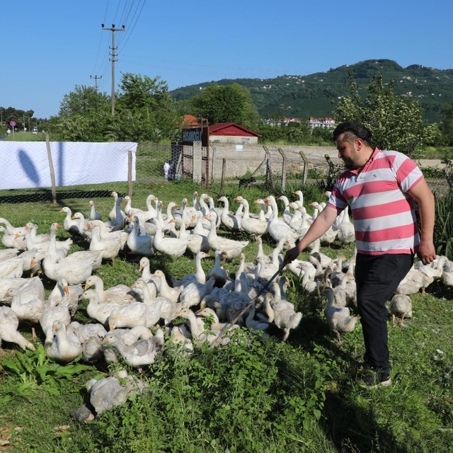 Ordu'da kaz bereketi: 20 ile başladı, 220'ye çıktı