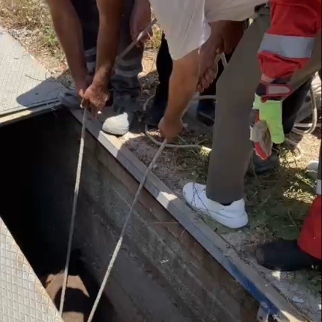 Havalandırma boşluğuna düşen eşek kurtarıldı