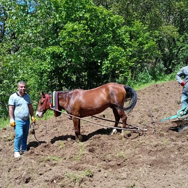 Hizan'da traktörün giremediği tarlalar karasabanla sürülüyor