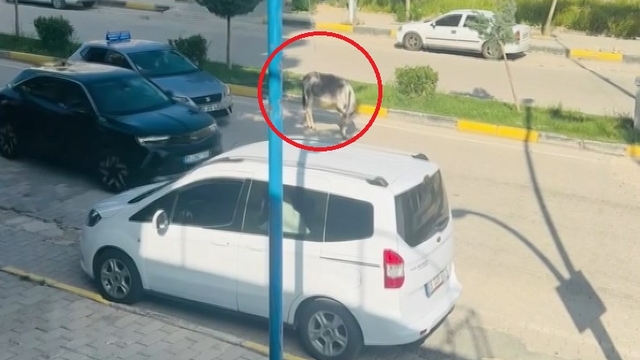 Kara yoluna çıkan başıboş eşek nedeniyle trafik aksadı