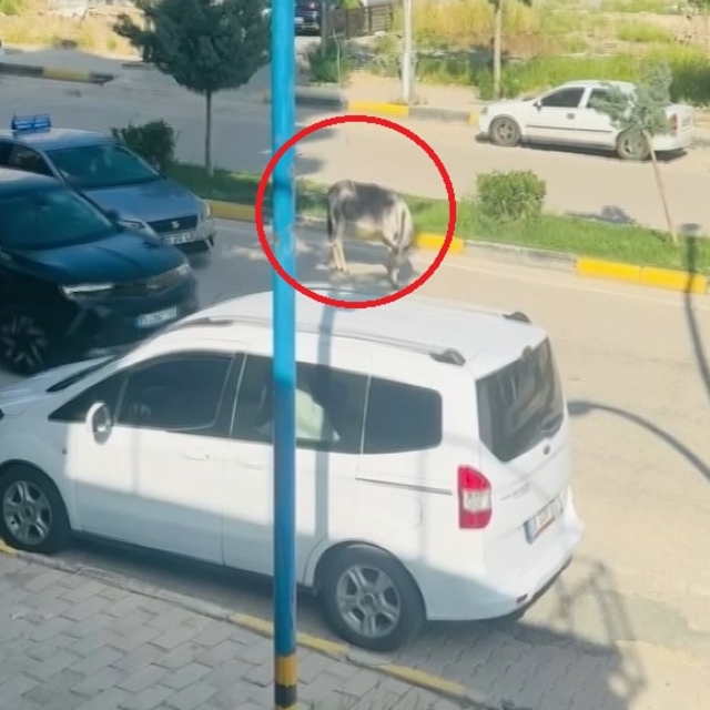 Kara yoluna çıkan başıboş eşek nedeniyle trafik aksadı