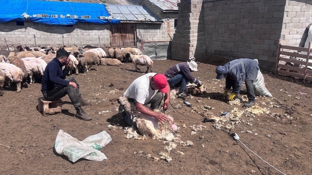 Erzincan yaylalarında kırkım mesaisi
Erzincan'da kuzular yazı kırkımla karşıladı