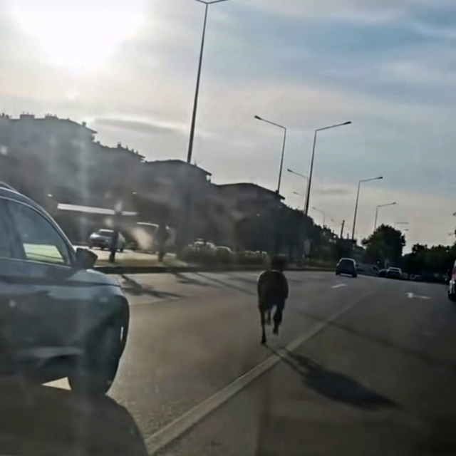 Başıboş at ana yolda trafiği tehlikeye attı