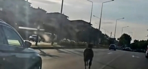 Başıboş at ana yolda trafiği tehlikeye attı