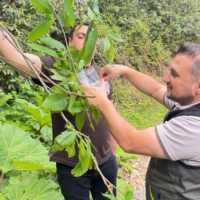 Akçakoca'da kestane gal arısına karşı biyolojik mücadele