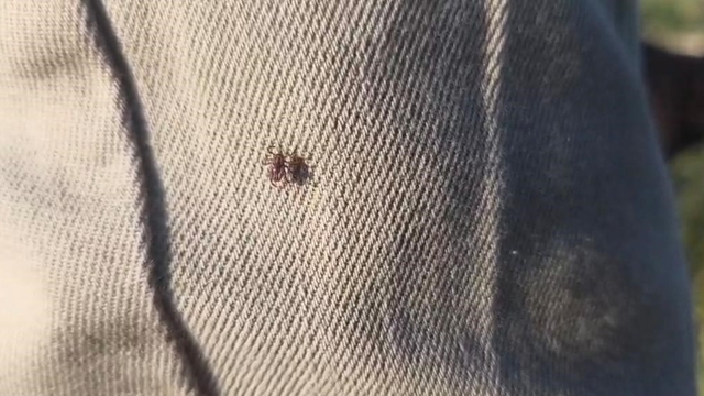 Keneye karşı uyarırken bile üzerinde kene gezdi