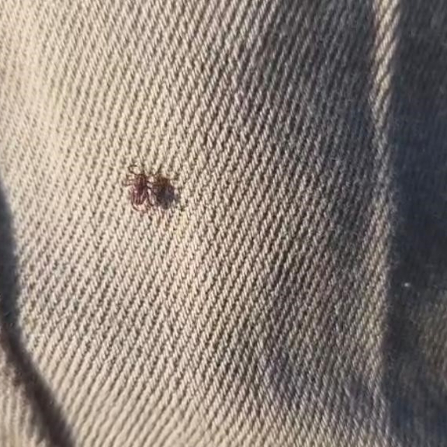 Keneye karşı uyarırken bile üzerinde kene gezdi
