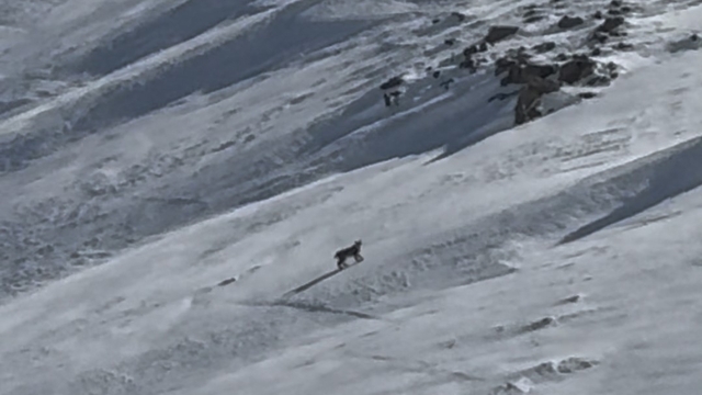 Bitlis'te nesli tehlike altında olan vaşak görüntülendi