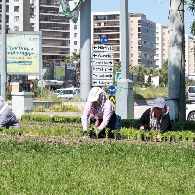 Bu yaz Osmangazi'de çiçek kokuları eksik olmayacak
Osmangazi'nin her yeri ç...