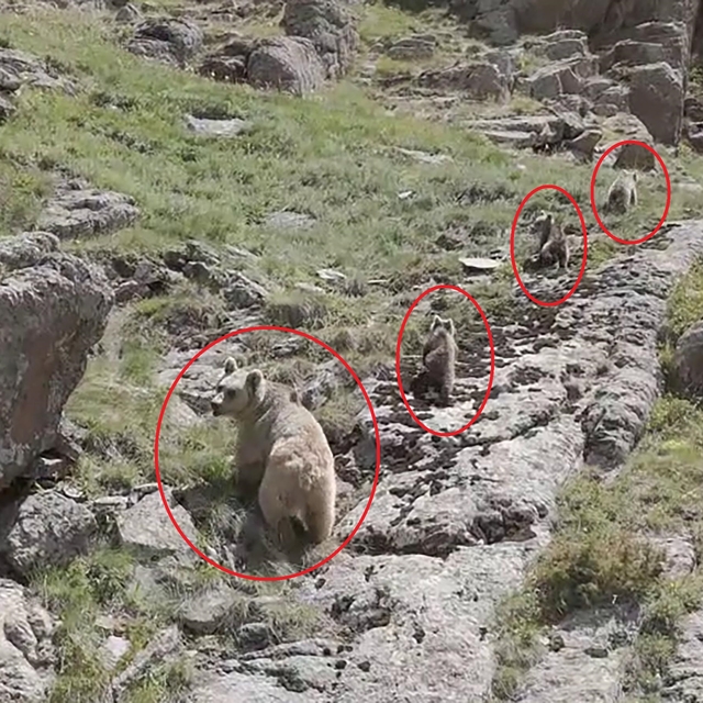 Bozayı ve 3 yavrusu dron kamerasında