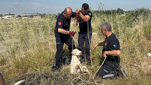 Otlarken kanalizasyon çukuruna düşen oğlak, çıkardığı sesle kurtuldu
3 metrelik çukura düşen oğlak, halatla kurtarıldı