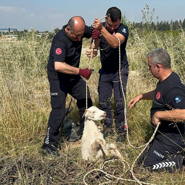 Otlarken kanalizasyon çukuruna düşen oğlak, çıkardığı sesle kurtuldu
3 metr...