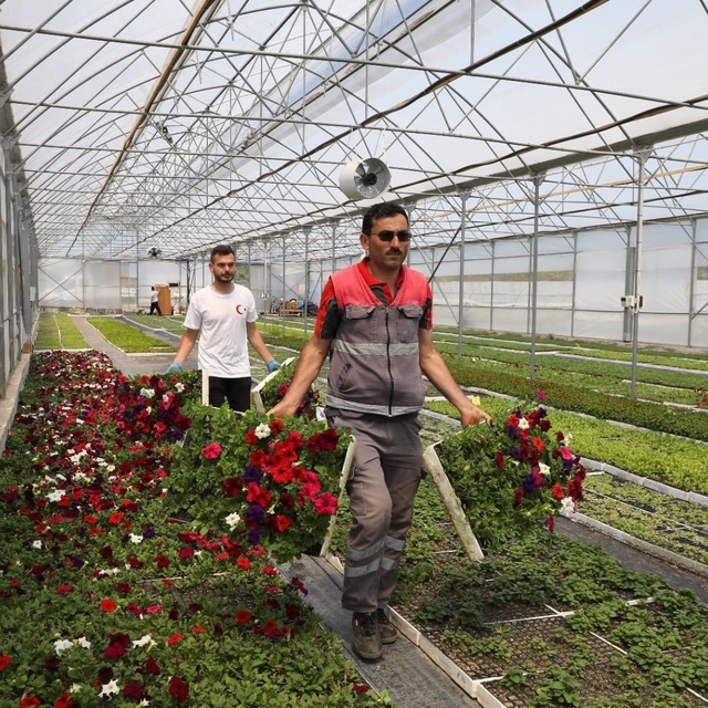 Büyükşehir'in ürettiği çiçekler Ordu'yu renklendiriyor