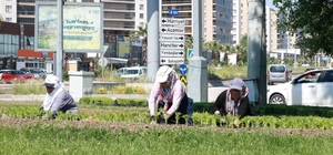 Bu yaz Osmangazi'de çiçek kokuları eksik olmayacak
Osmangazi'nin her yeri ç...