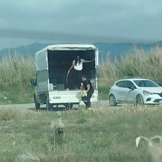 Kuşların doğal alanına kamyonetle çok sayıda köpek bıraktılar
