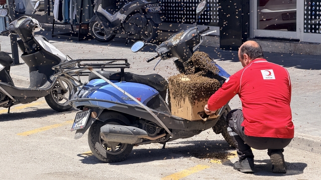 Şehrin göbeğinde oğul veren arılar ilgi odağı oldu