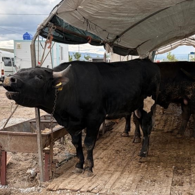 Kayseri'de 53 bin 284 adet kurban kesildi