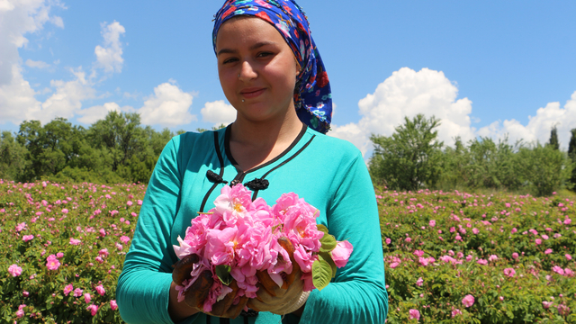 Isparta'da gül sezonu başladı