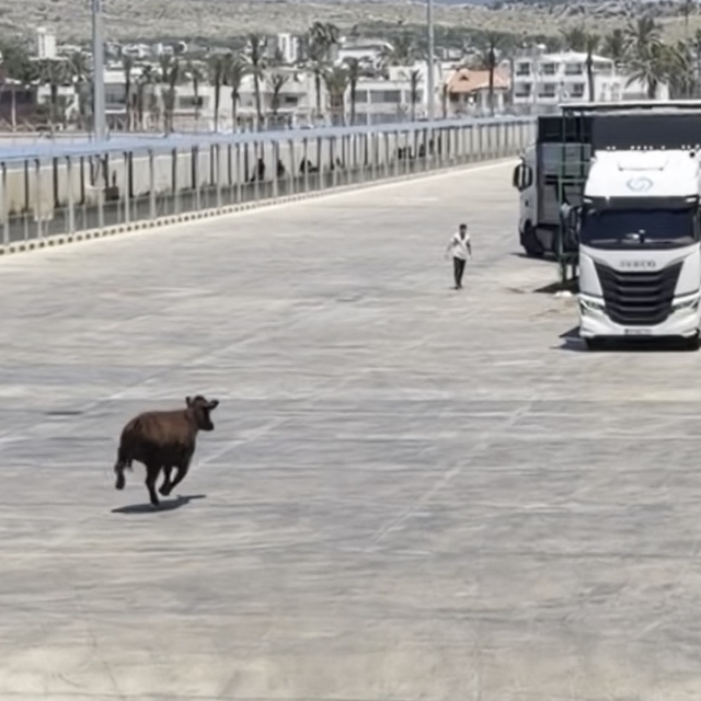Limanda kaçan angus denize düştü