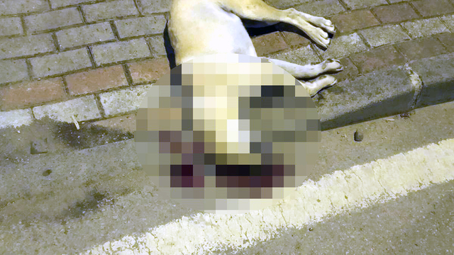 Oğlunu ısıran köpeği öldüren kişiye verilen beraat kararını istinaf bozdu