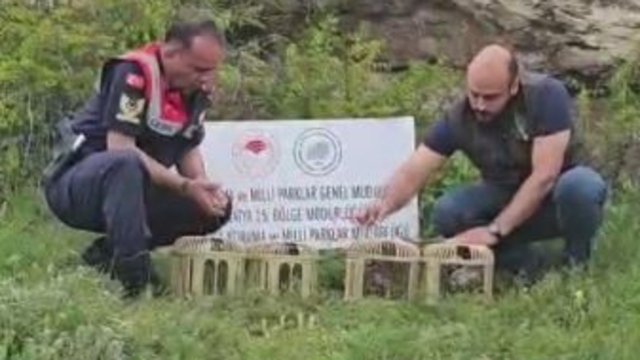 Sivas'ta usulsüz ele geçirilen 4 keklik doğaya salındı