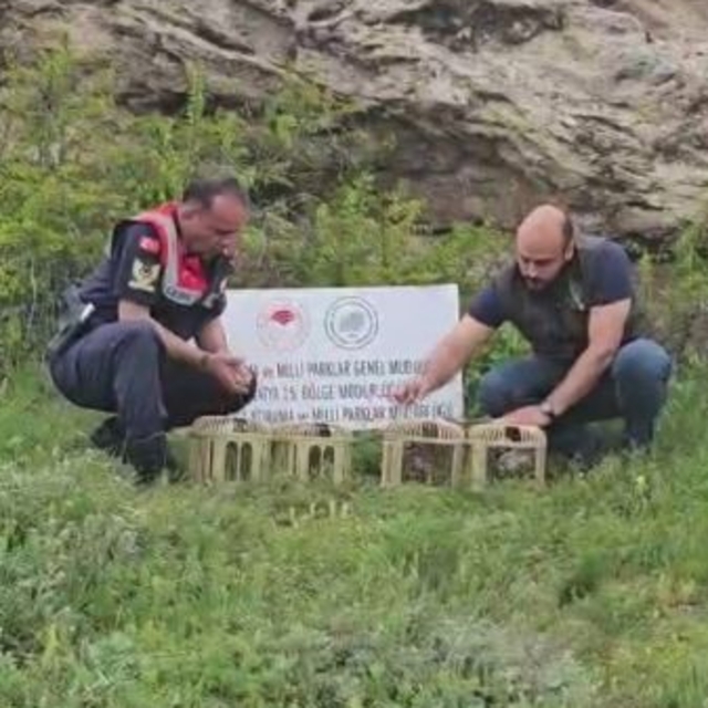 Sivas'ta usulsüz ele geçirilen 4 keklik doğaya salındı