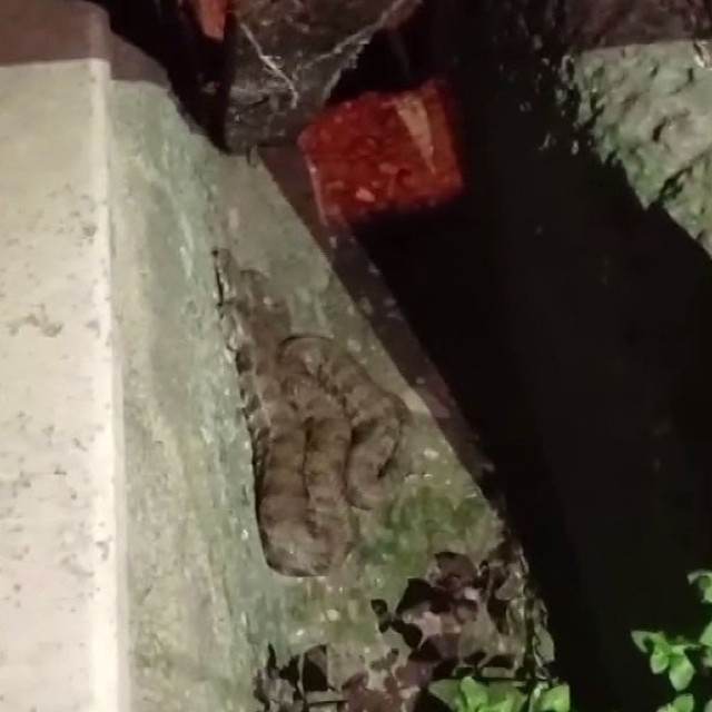 Evin bahçesine giren 1 buçuk metrelik yılan korkuttu