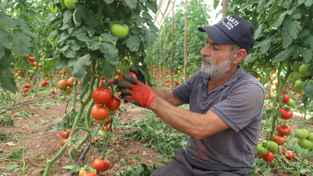 Antalya'da yazlık domates hasadı başladı