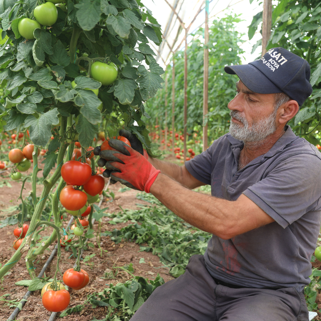 Antalya'da yazlık domates hasadı başladı